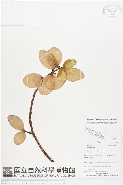 登錄號:BS04622藏品圖，第1張