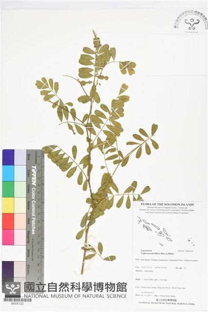 黃花鐵富豆藏品圖，第1張