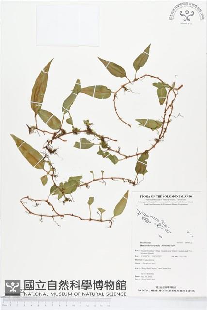 登錄號:BP00122藏品圖，第1張