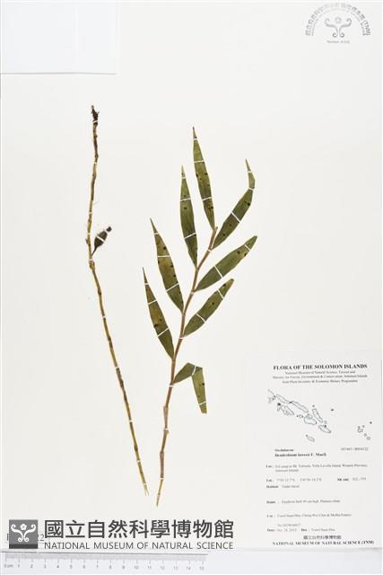 登錄號:BS04122藏品圖，第1張