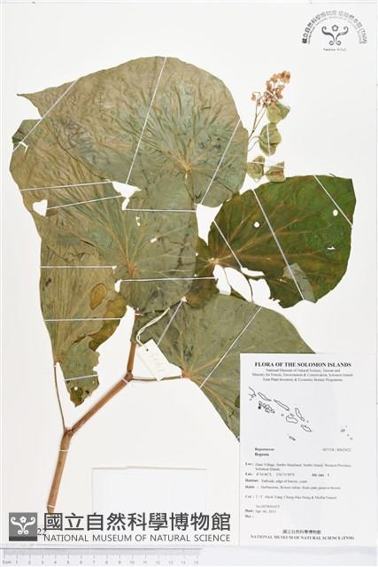 登錄號:BS02422藏品圖，第1張