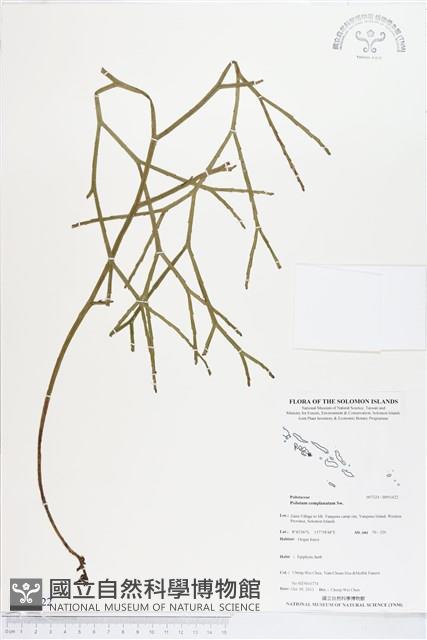 垂枝松葉蕨藏品圖，第1張