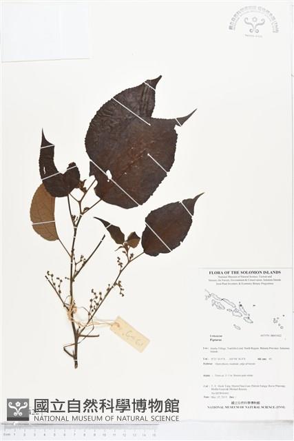 登錄號:BS05422藏品圖，第1張