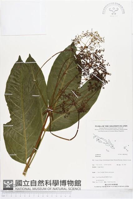 登錄號:BS04422藏品圖，第1張