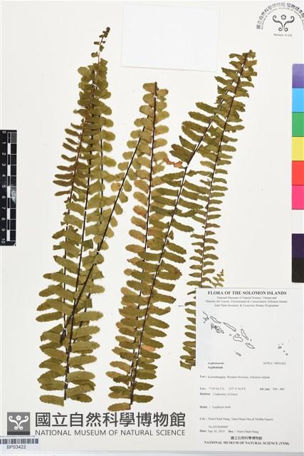 登錄號:BP03422藏品圖，第1張