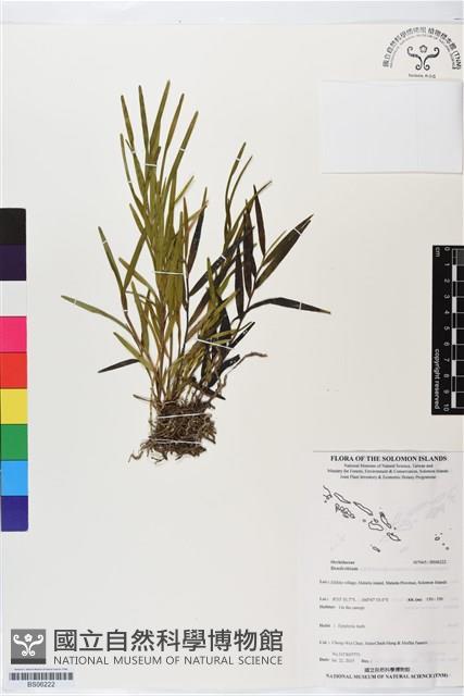 登錄號:BS06222藏品圖，第1張