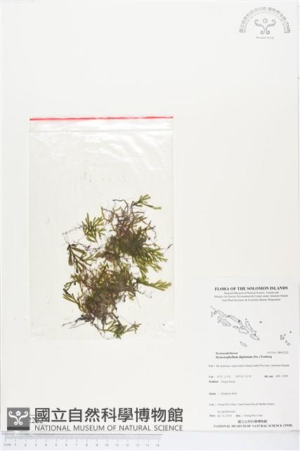 指裂細口團扇蕨藏品圖，第1張