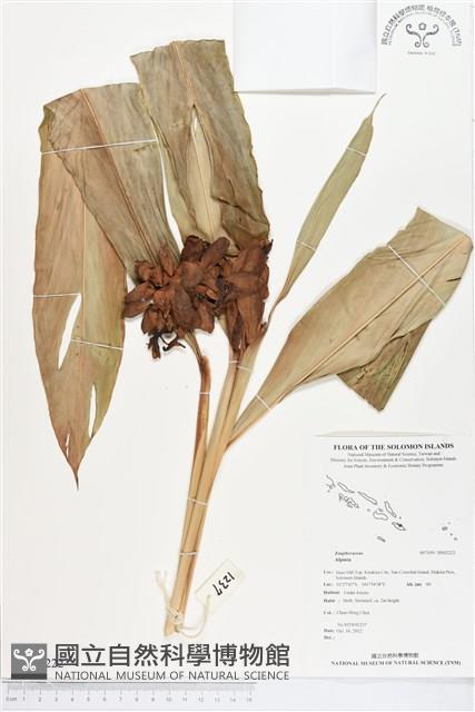 登錄號:BS02222藏品圖，第1張