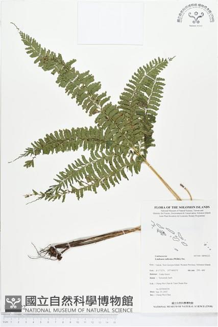 網脈鱗始蕨藏品圖，第1張