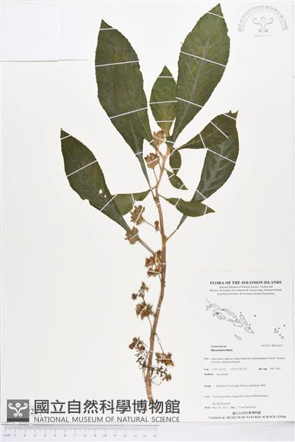 登錄號:BS04222藏品圖，第1張