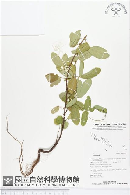 登錄號:BS02722藏品圖，第1張