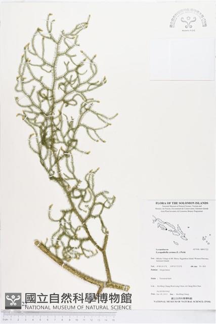 過山龍藏品圖，第1張