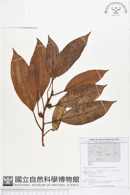 登錄號:BS01722藏品圖，第1張