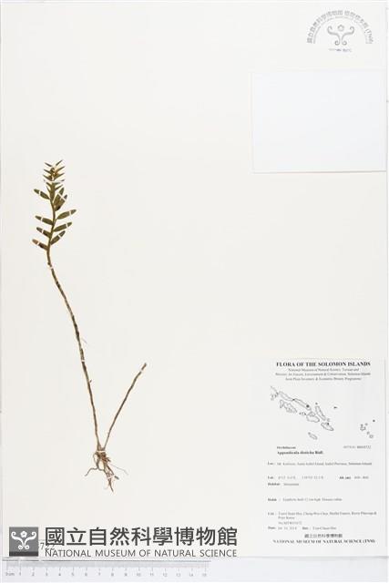 登錄號:BS04722藏品圖，第1張