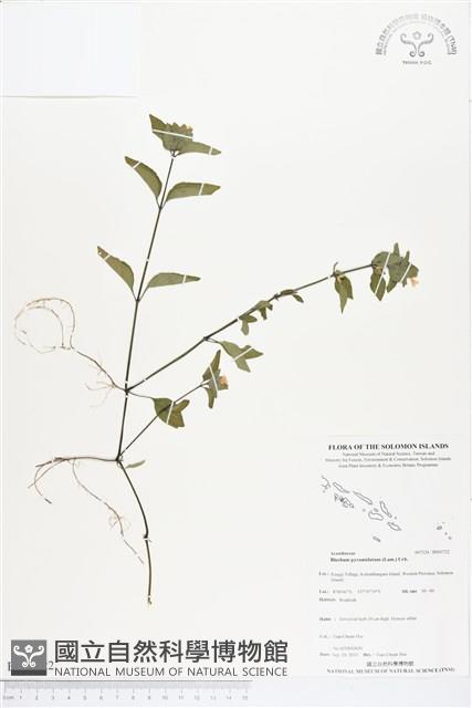 賽山藍藏品圖，第1張