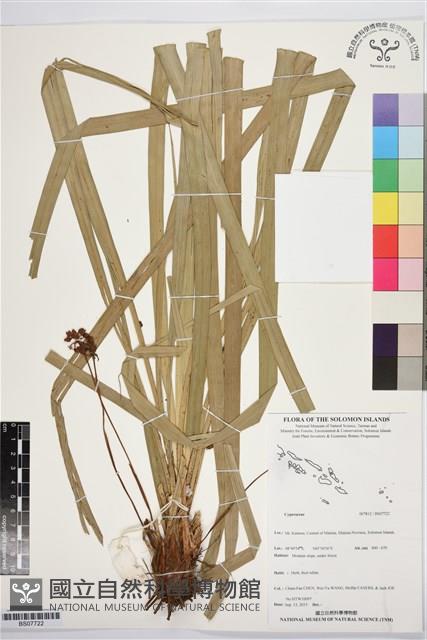 登錄號:BS07722藏品圖，第1張