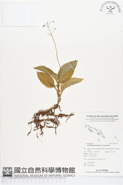 登錄號:BS01522藏品圖，第1張