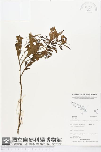 登錄號:BS05522藏品圖，第1張