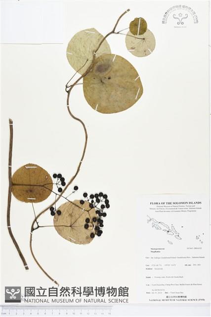 登錄號:BS04522藏品圖，第1張