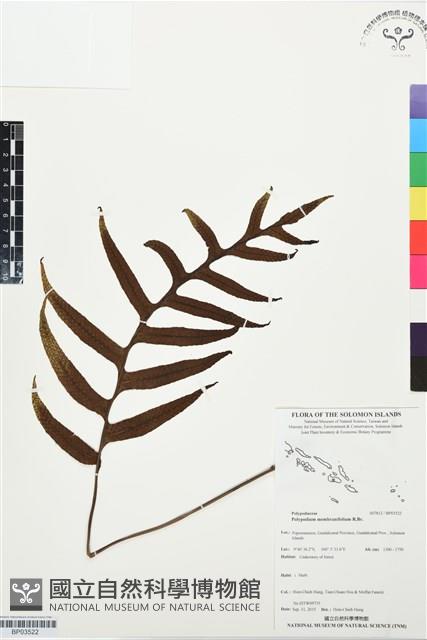 登錄號:BP03522藏品圖，第1張