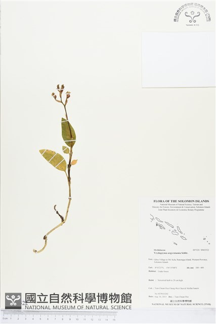 登錄號:BS03522藏品圖，第1張