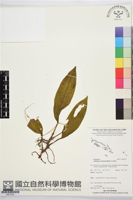 登錄號:BS07522藏品圖，第1張