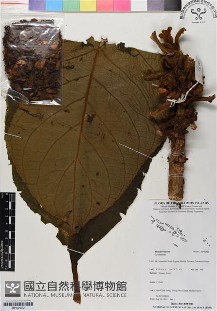 登錄號:BP02922藏品圖，第1張