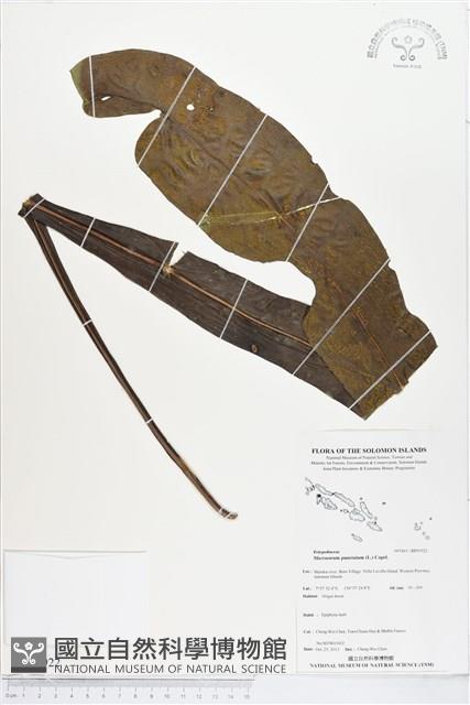 登錄號:BP01922藏品圖，第1張