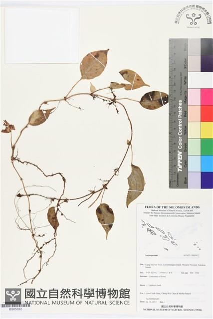 登錄號:BS05922藏品圖，第1張