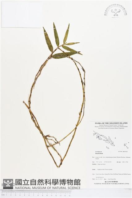 登錄號:BS03922藏品圖，第1張