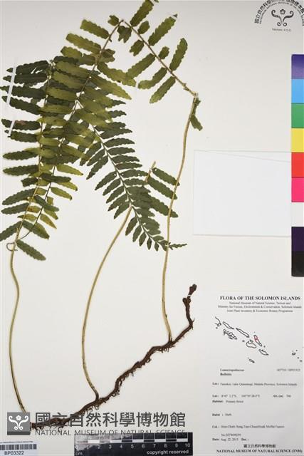 登錄號:BP03322藏品圖，第1張