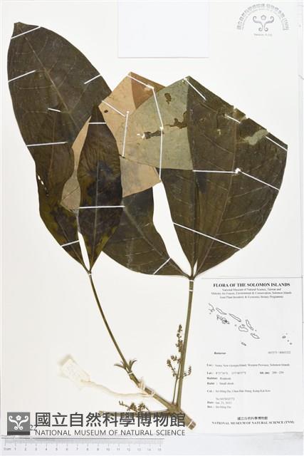 登錄號:BS03322藏品圖，第1張