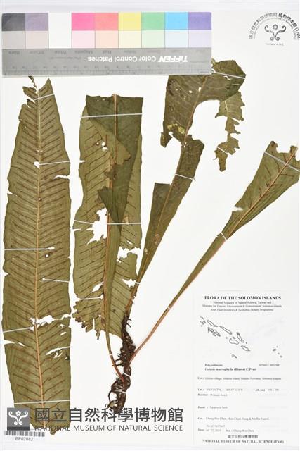 登錄號:BP02882藏品圖，第1張