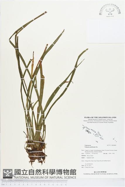 劍葉書帶蕨藏品圖，第1張