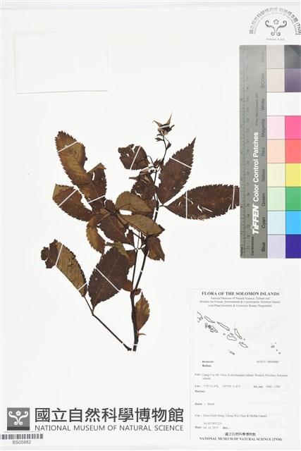 登錄號:BS05882藏品圖，第1張