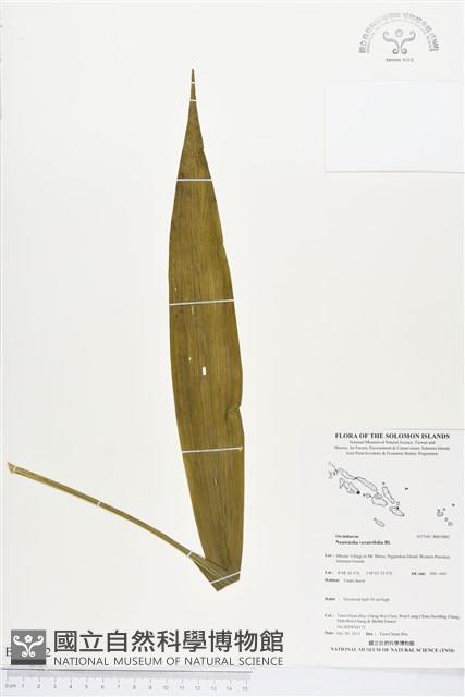 三蕊蘭藏品圖，第1張