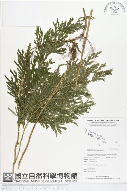 登錄號:BP00082藏品圖，第1張