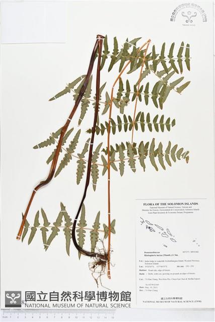 栗蕨藏品圖，第1張