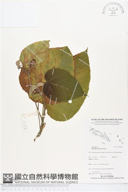 登錄號:BS05082藏品圖，第1張