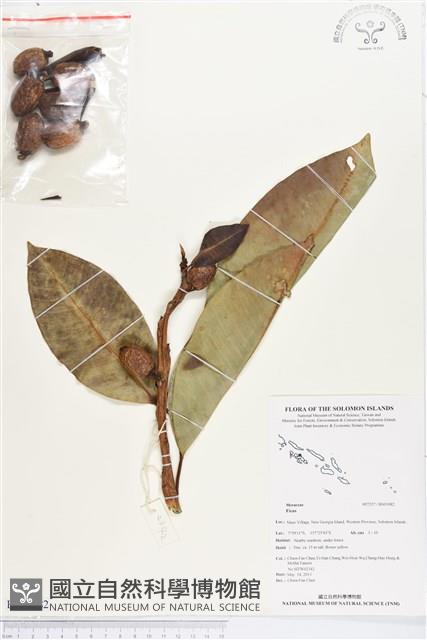 登錄號:BS03082藏品圖，第1張