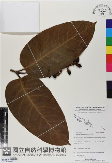登錄號:BS06682藏品圖，第1張
