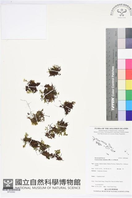 團扇蕨藏品圖，第1張