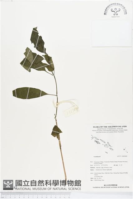 登錄號:BS02682藏品圖，第1張