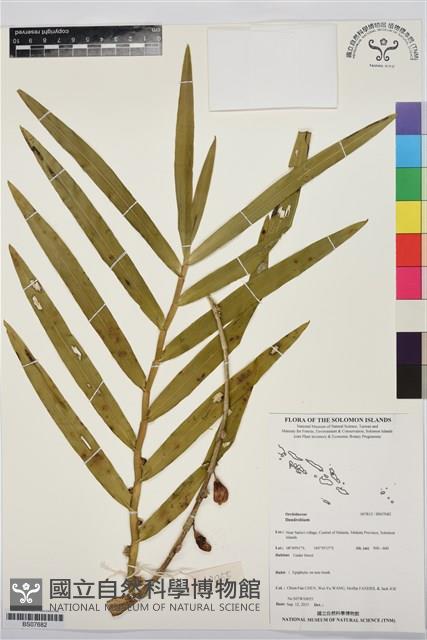 Accession Number:BS07682 Collection Image