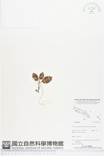 登錄號:BS04182藏品圖，第1張