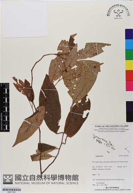 登錄號:BS07182藏品圖，第1張