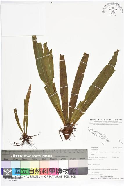 登錄號:BP02482藏品圖，第1張