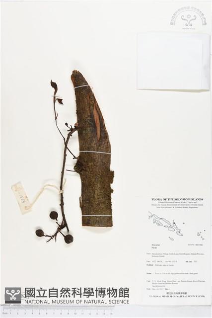 登錄號:BS05482藏品圖，第1張