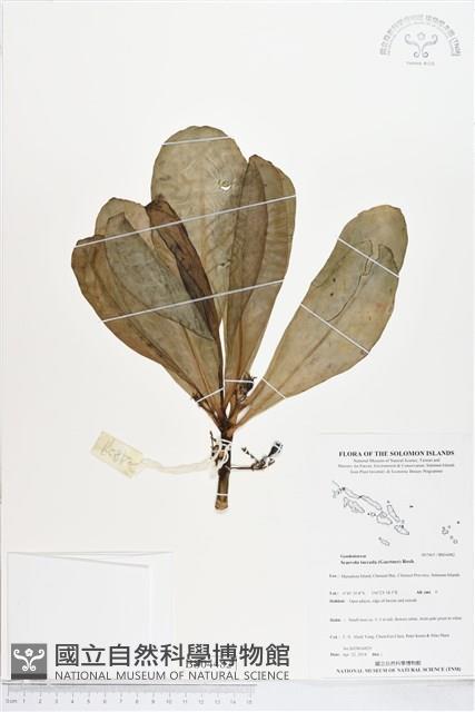 草海桐、水草藏品圖，第1張