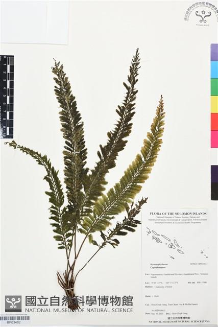 登錄號:BP03482藏品圖，第1張